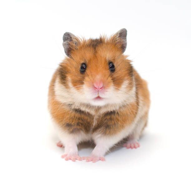 Hamster